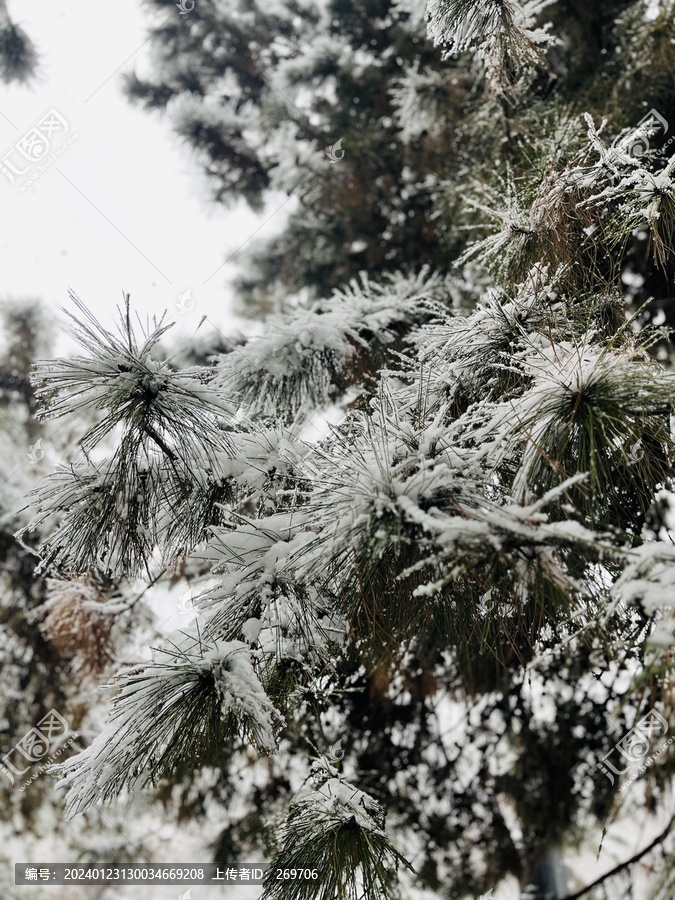 西安雪景针叶松