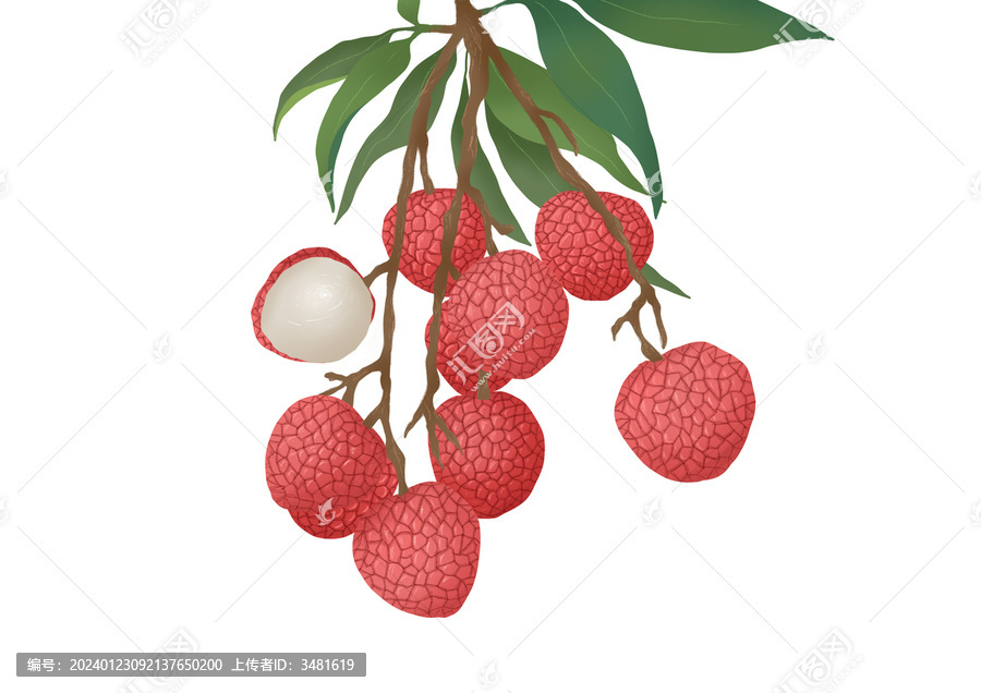 荔枝水果插畫包裝設計