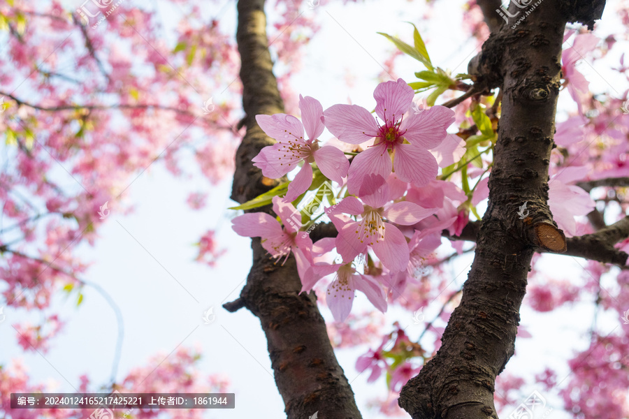 樱花