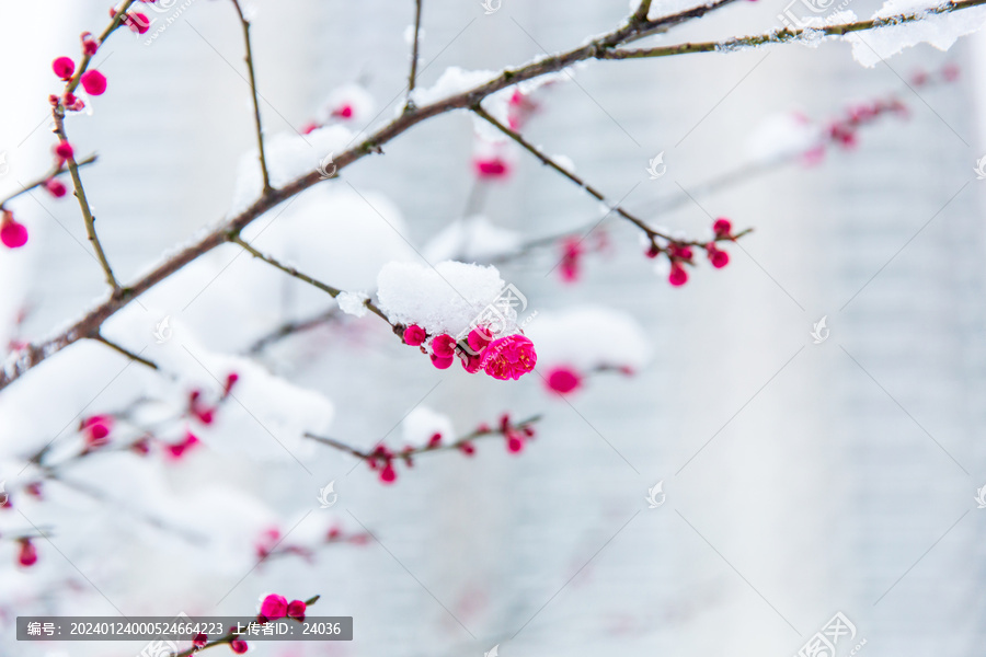 傲雪寒梅