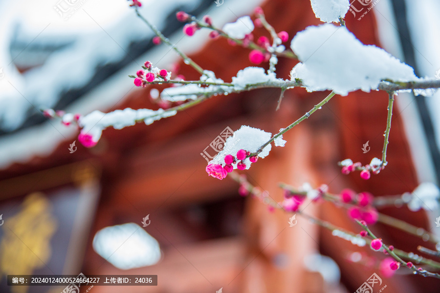 傲雪寒梅