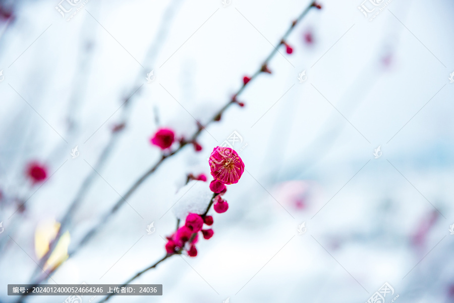 雪中的红梅