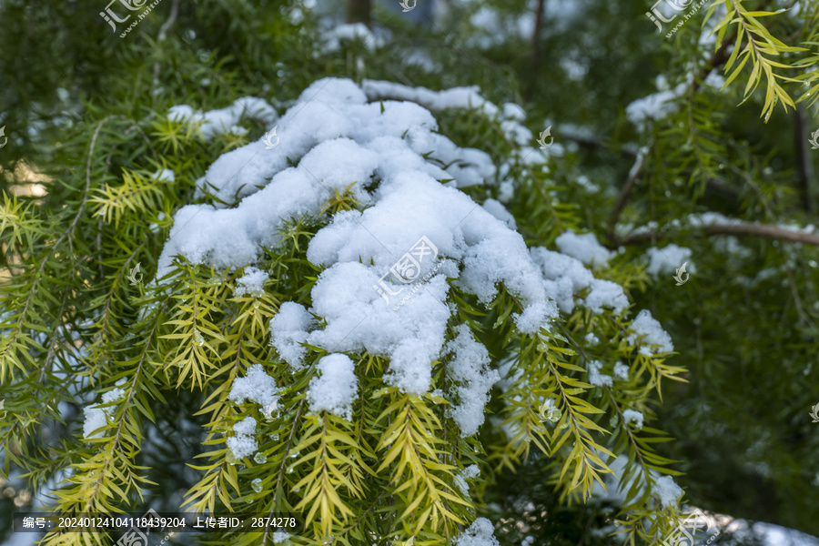 冬季风光积雪压植物