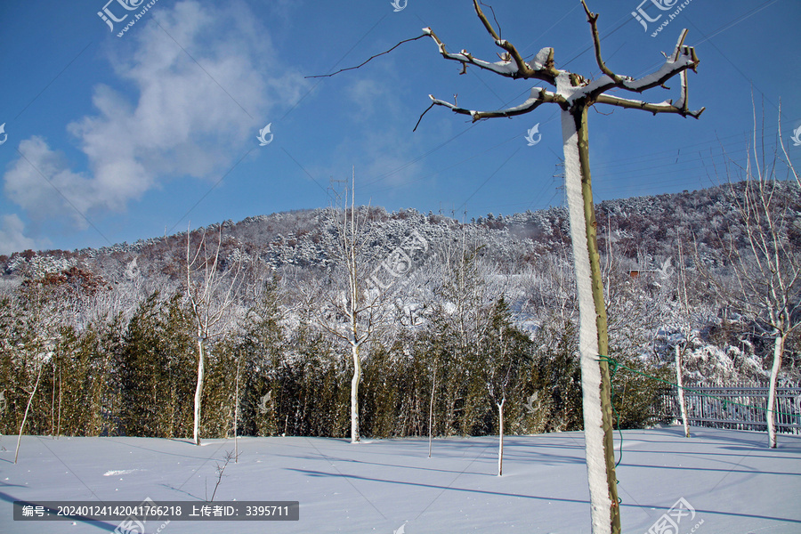 树干上侧边的积雪