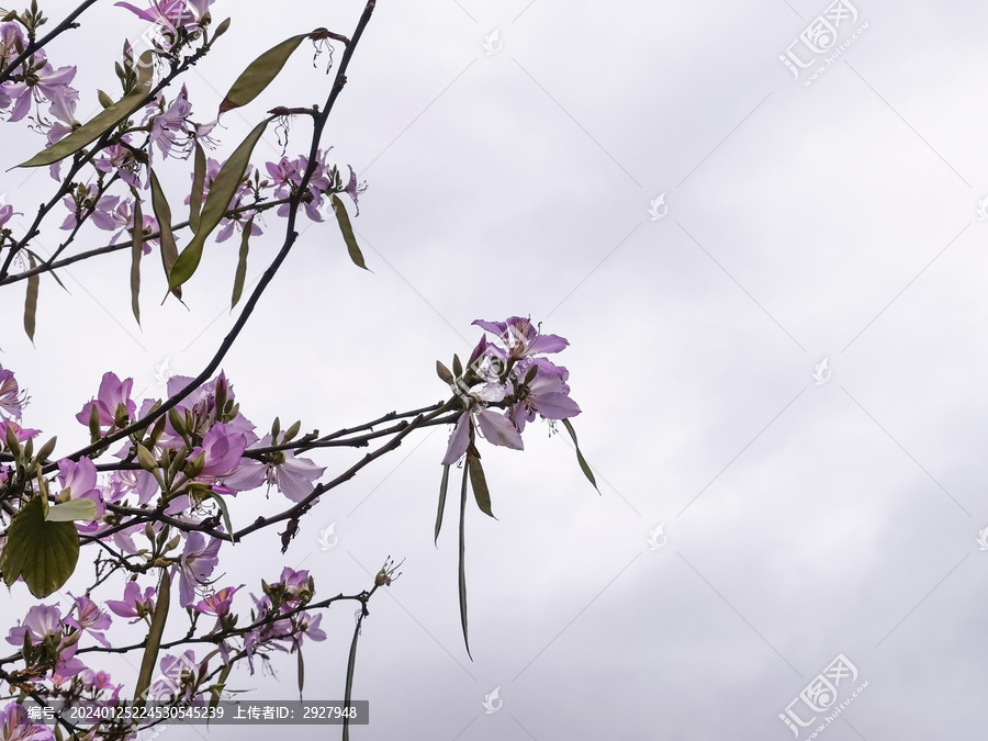 海珠湖鲜花