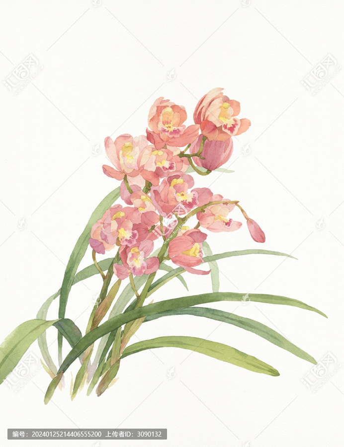 繪畫插圖蘭花