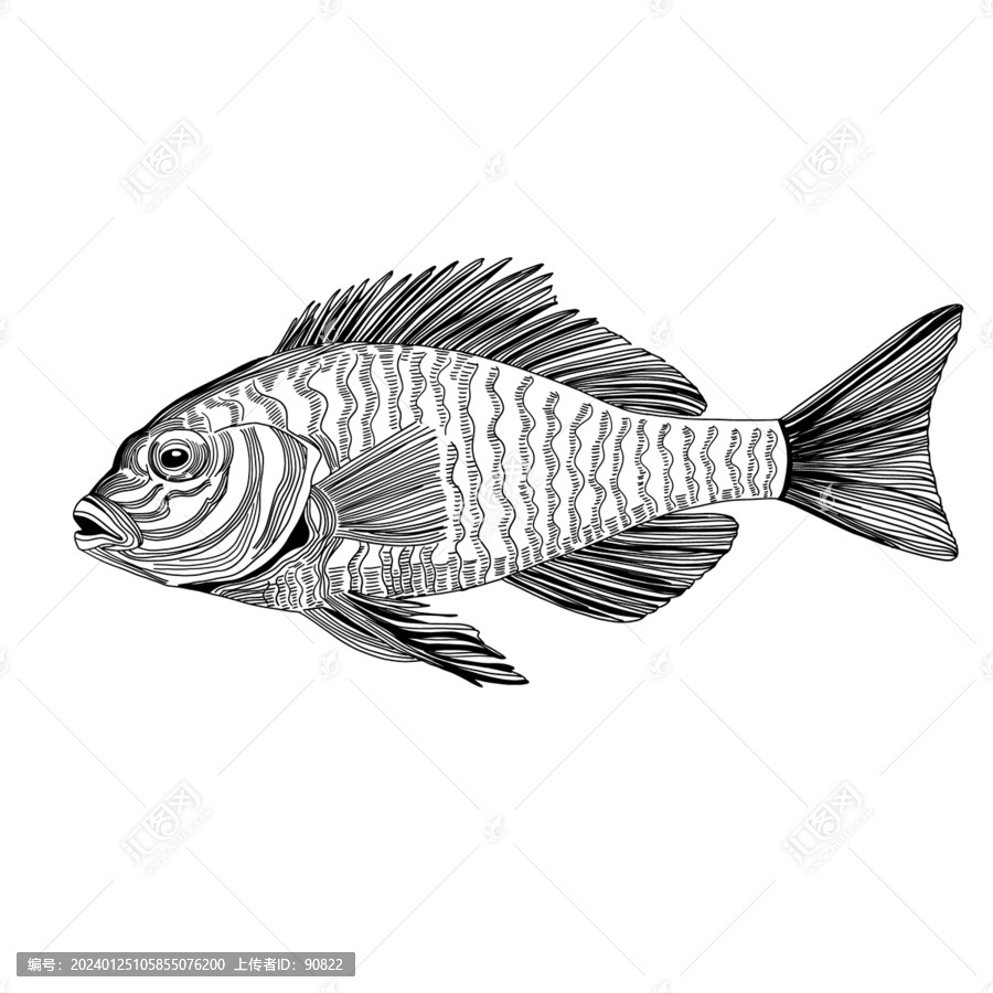 海洋魚類線稿