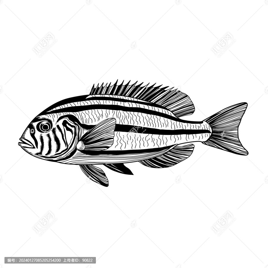 海洋魚類線稿