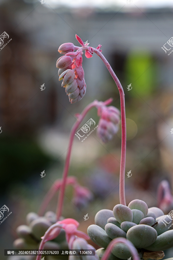 多肉植物