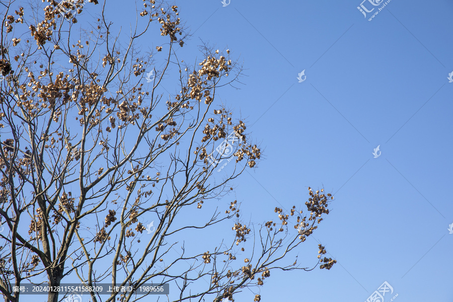 仰拍蓝天白云枯枝