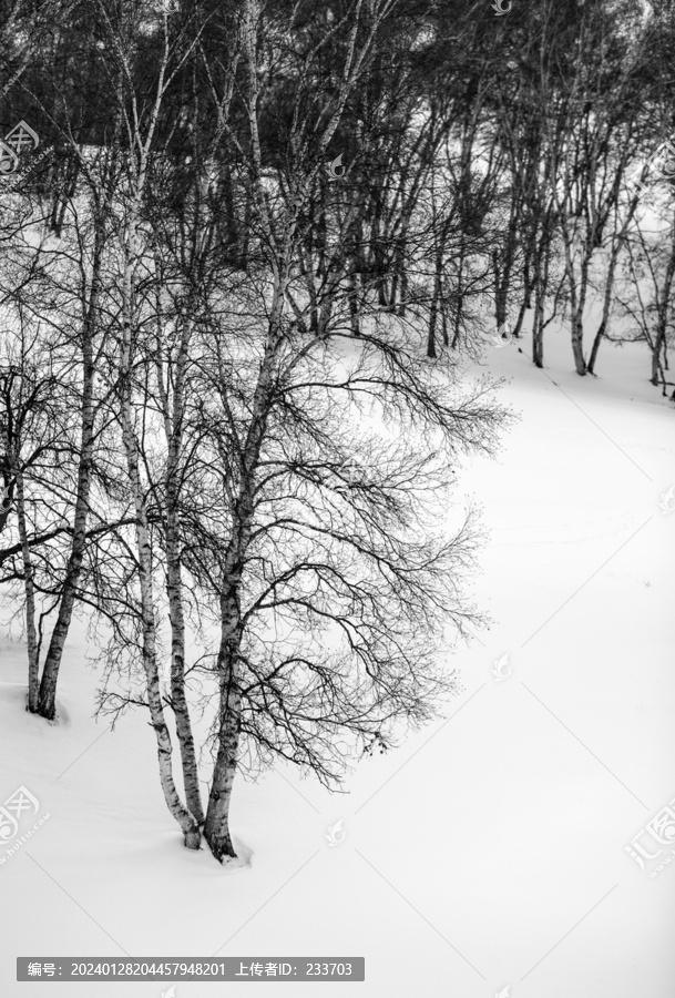 雪中树