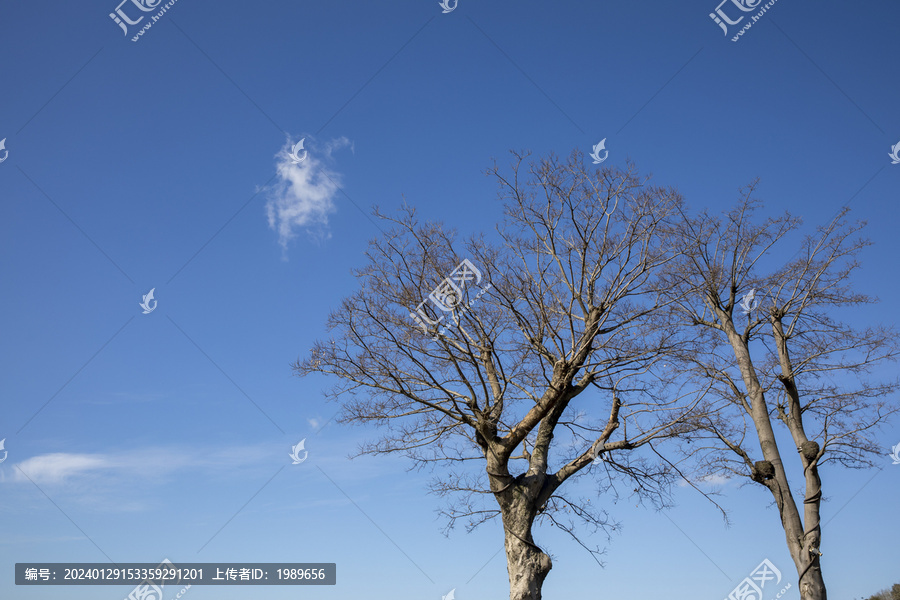 天空树枝