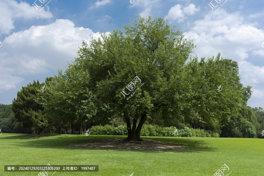 公园里的大桑树
