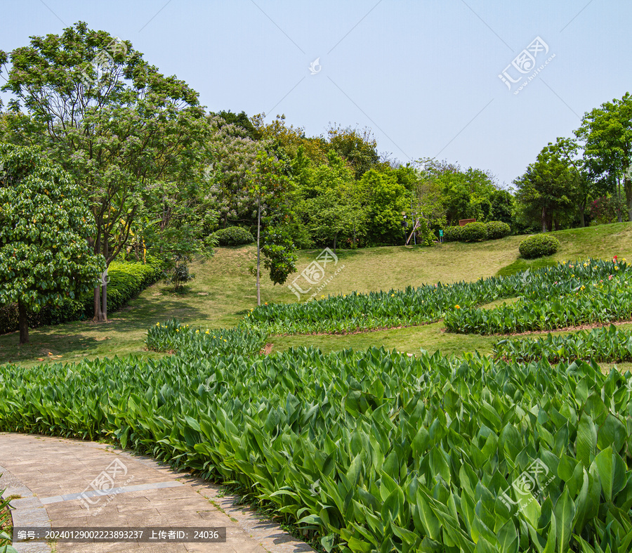南寧青秀山公園美人蕉種植