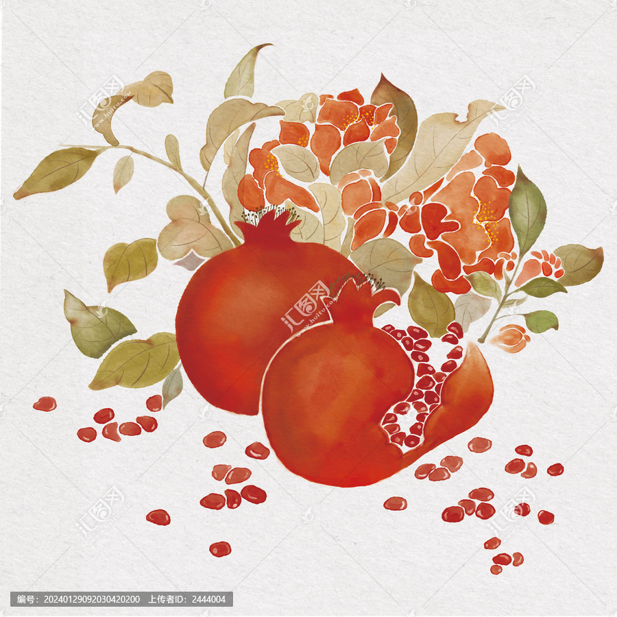 石榴插畫