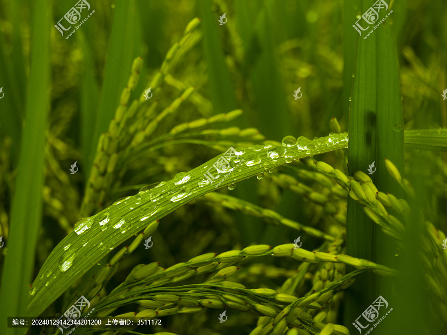 雨后稻穗