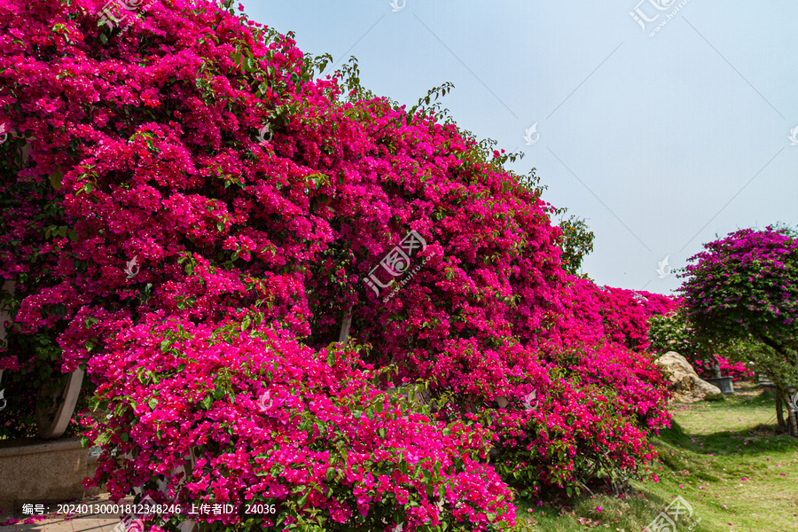 青秀山三角梅花