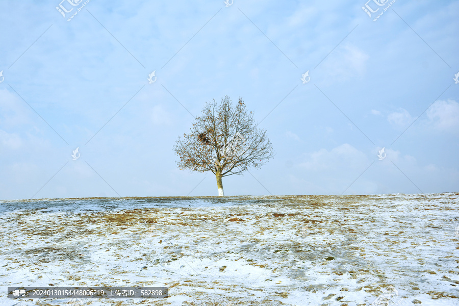 雪地里的一棵树