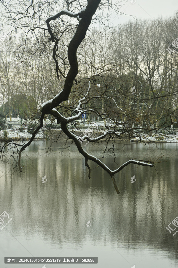 树枝上的积雪