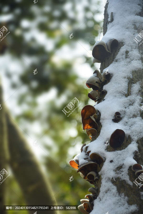 下雪天的木耳