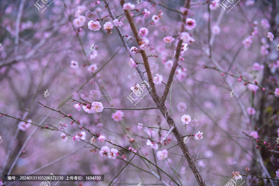 梅花摄影