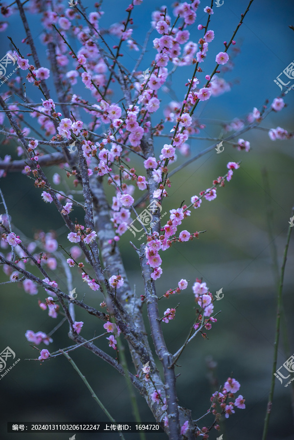 二月梅花开