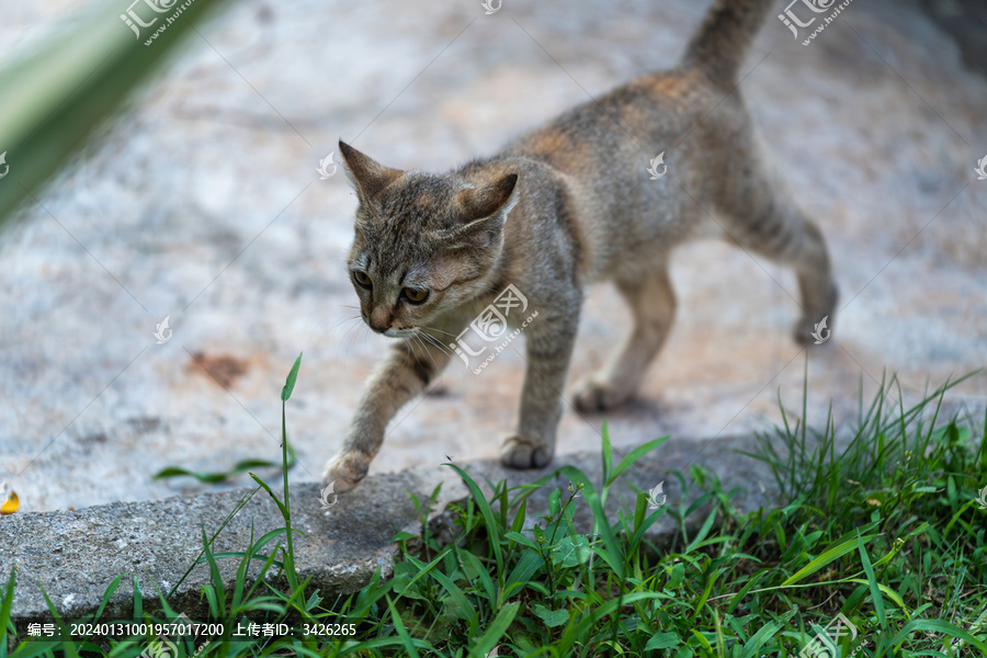 后院花园里玩耍的可爱猫眯