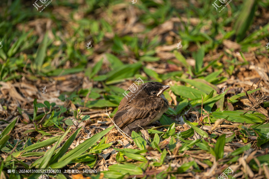 草地上的红耳鹎幼鸟
