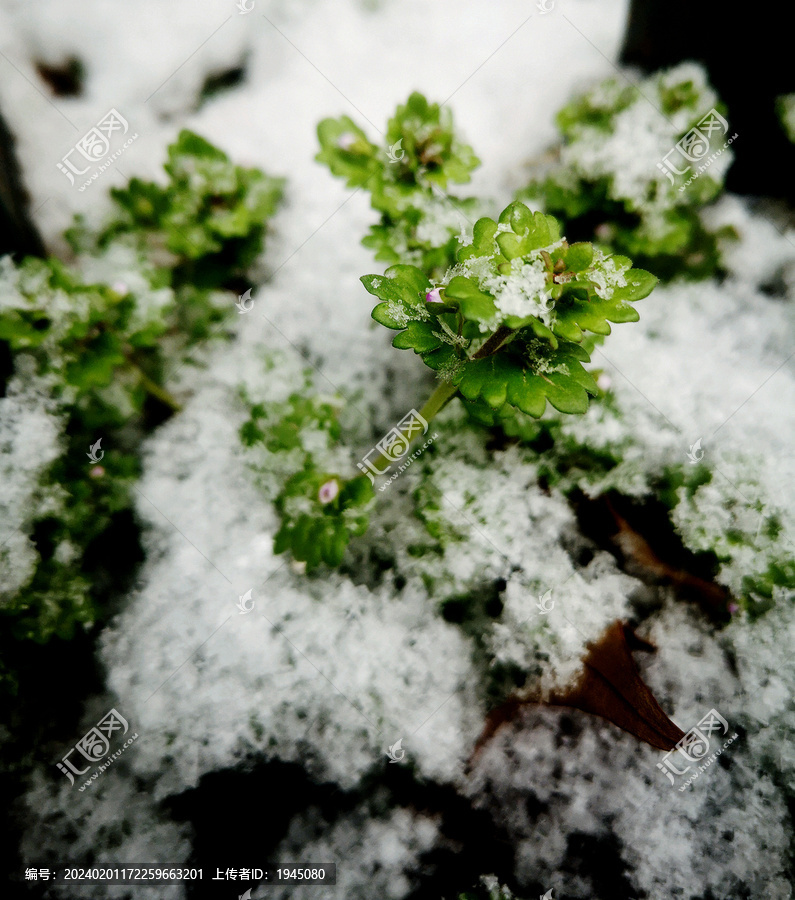 绿叶积雪特写