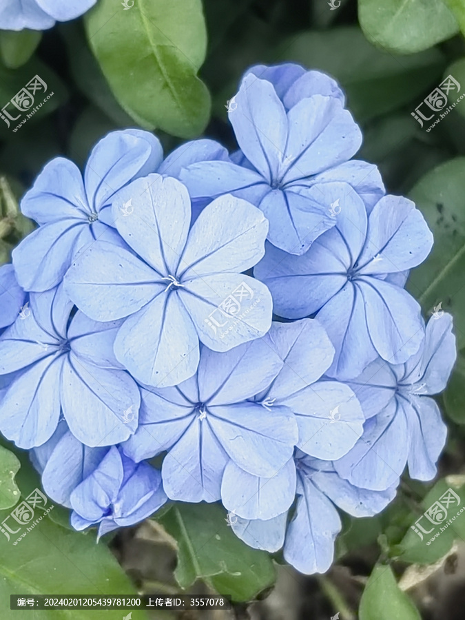 藍花丹