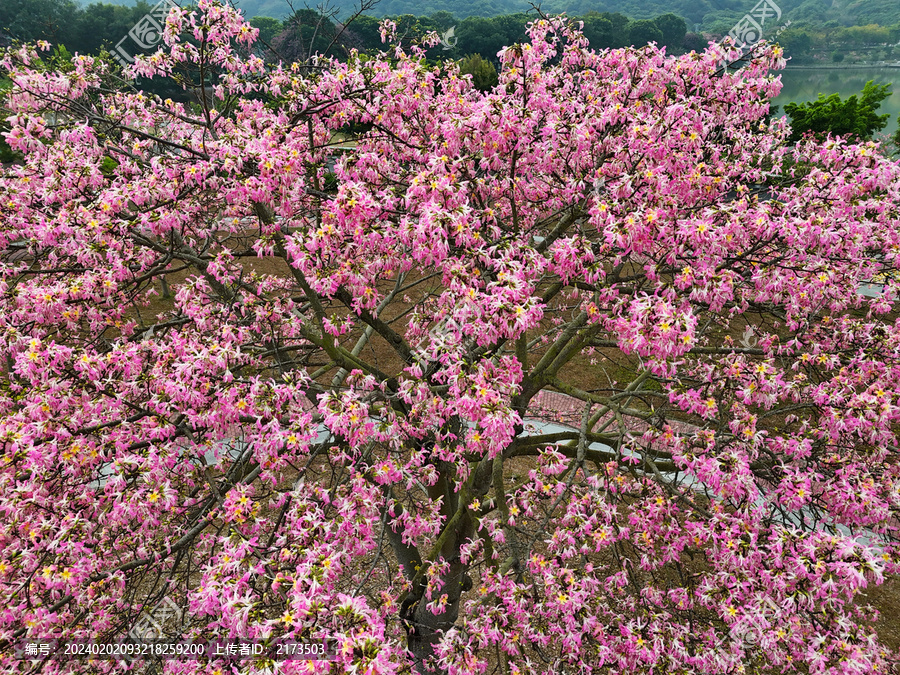 美丽异木棉花