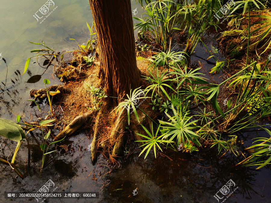 水中的树根树桩