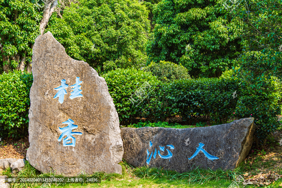 青秀山公园桂香沁人景观石