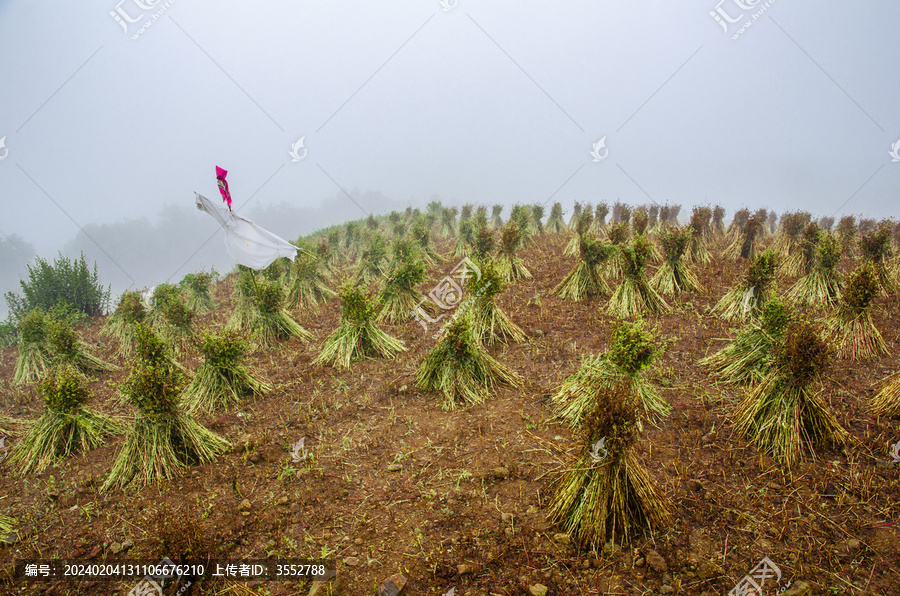 荞麦与稻草人