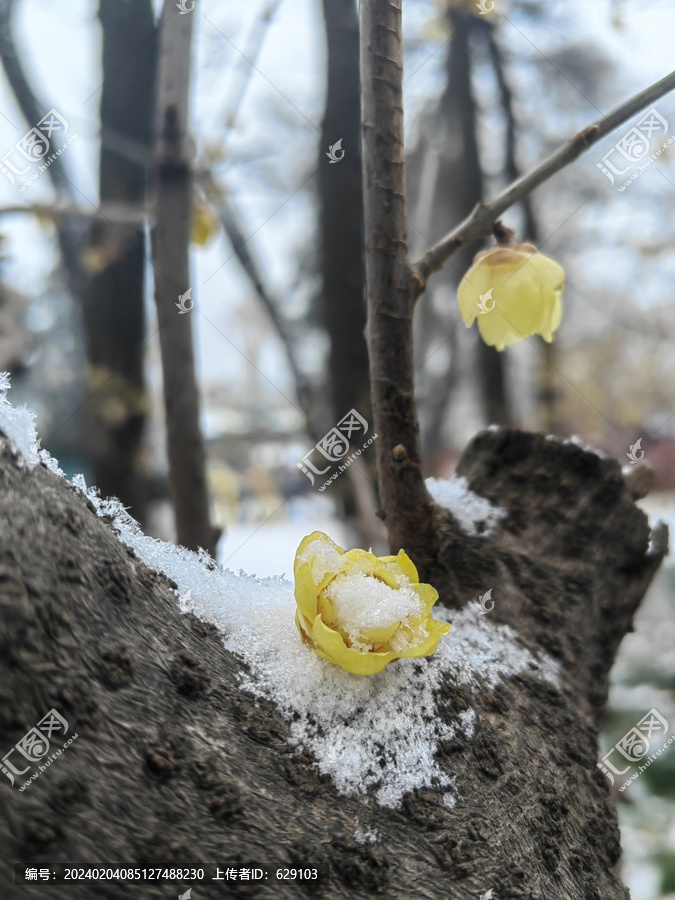 腊梅戏雪