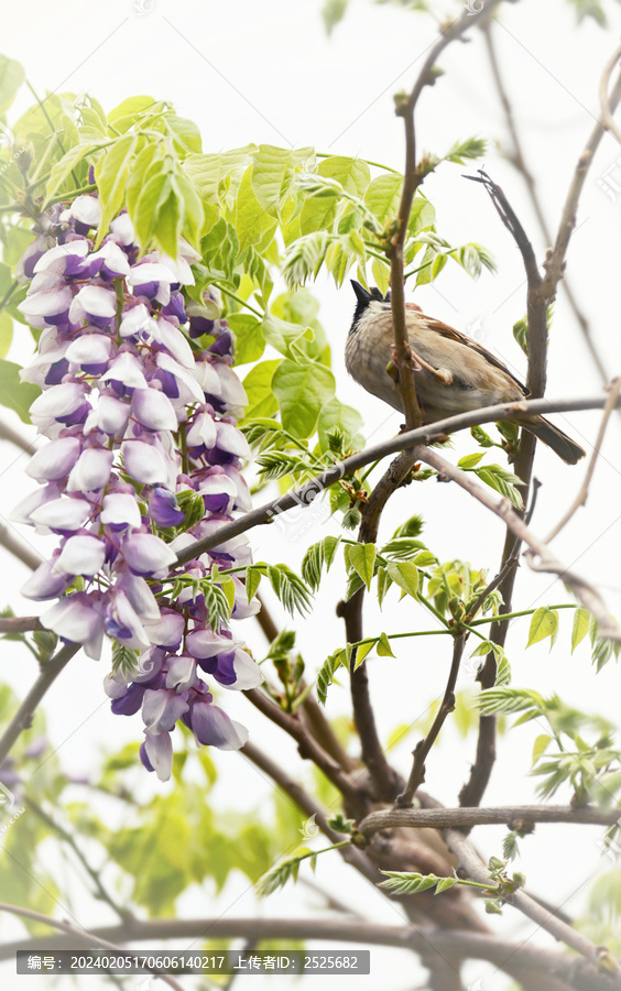 花鸟