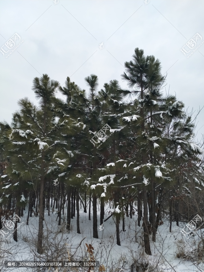 冬天松树