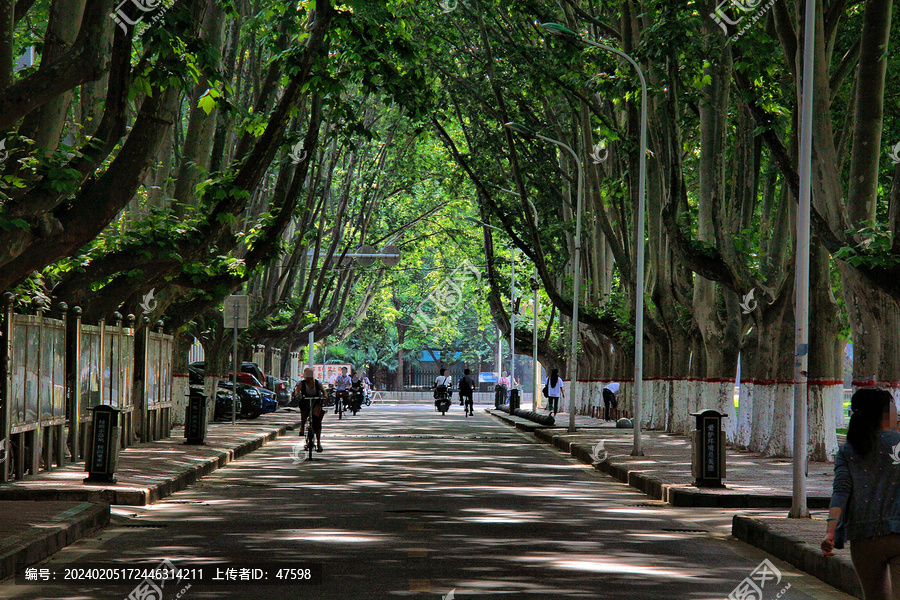 郑州大学林荫路