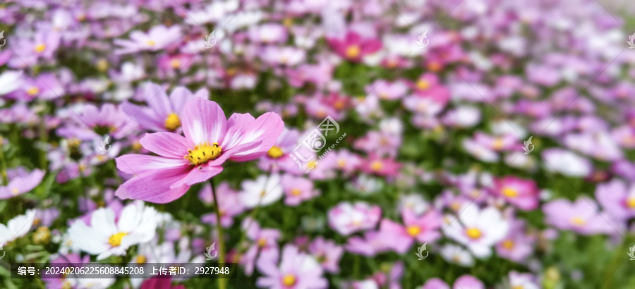 格桑花