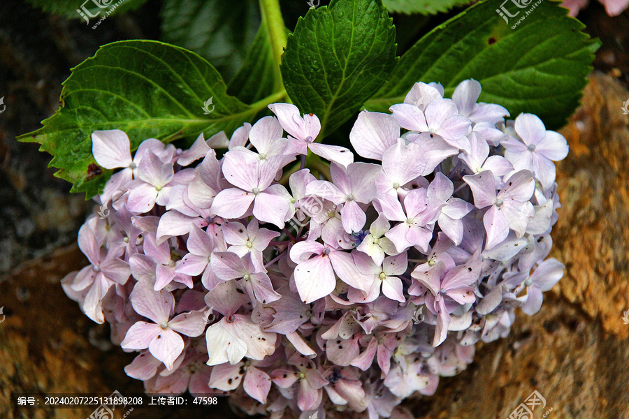 绣球花粉团花