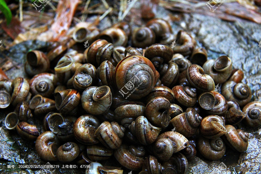 一堆蜗牛