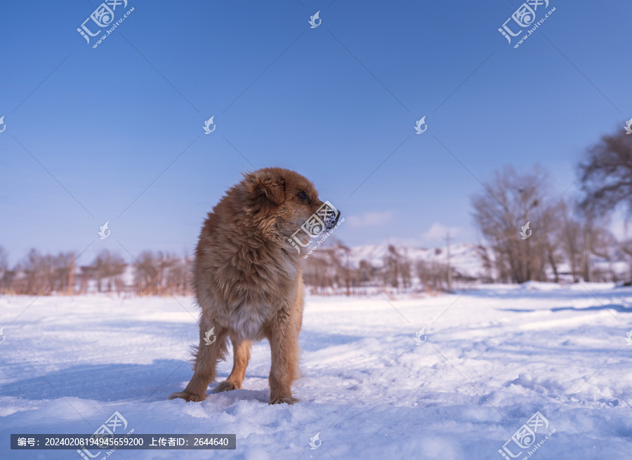 雪地上的中华田园犬