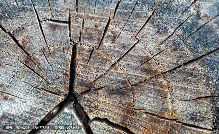 树木年轮材质纹理背景