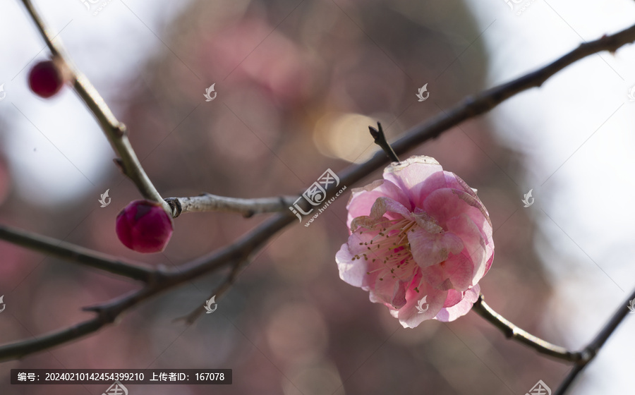 傲雪寒梅