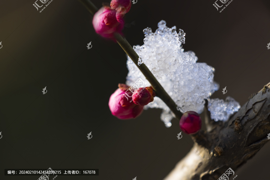 雪压梅花