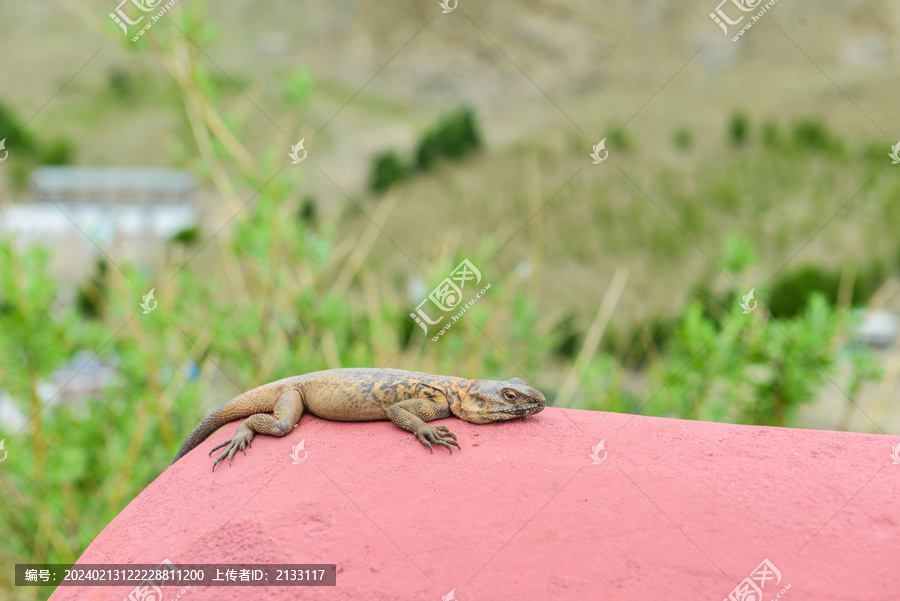西藏山南雍布拉康上的蜥蜴