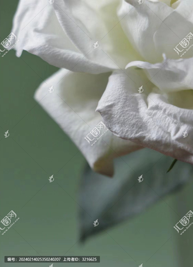 白玫瑰