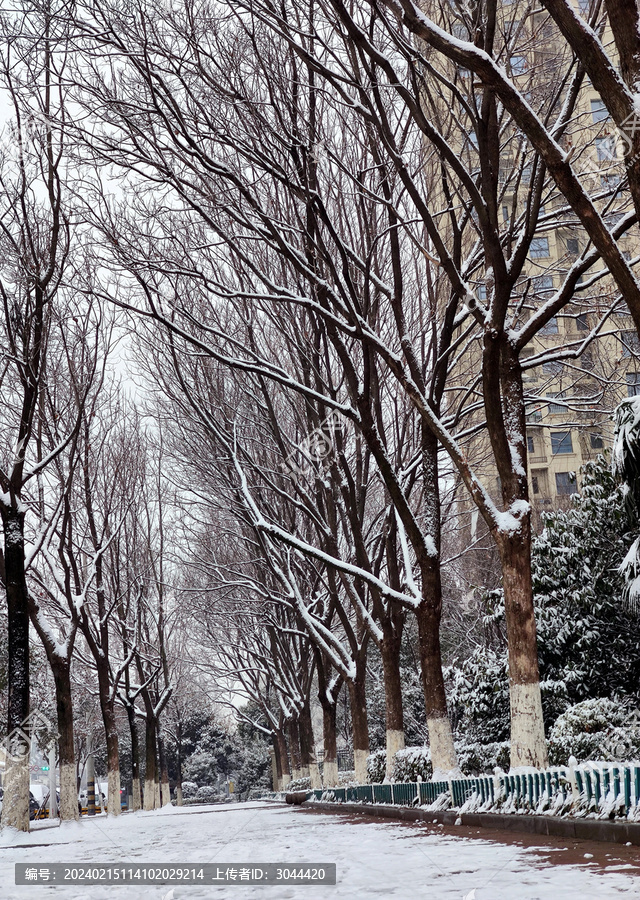 雪景树林