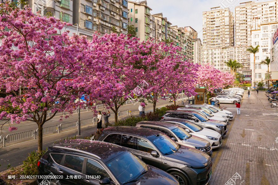 深圳城市街道风景紫花风铃木