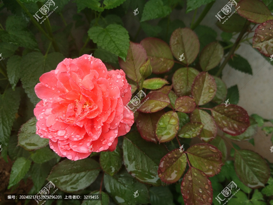 雨后新鲜的月季花